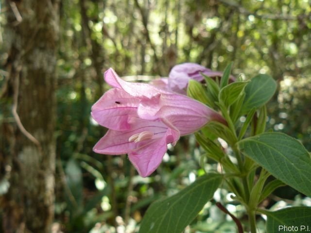 Plants with pink and purple bloom