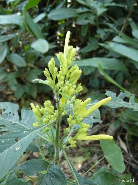 Plants with yellow and golden bloom
