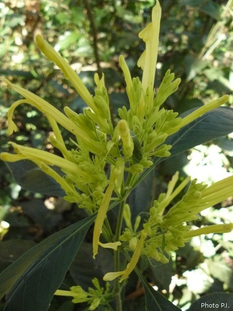 Plants with yellow and golden bloom