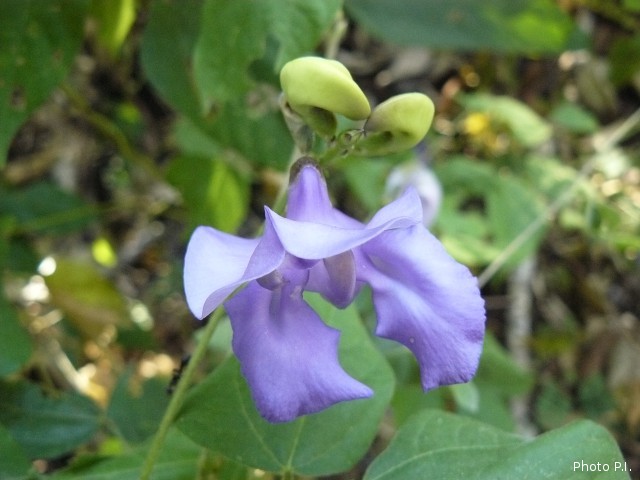 Plantas e arbustos com inflorescência de cor azul
