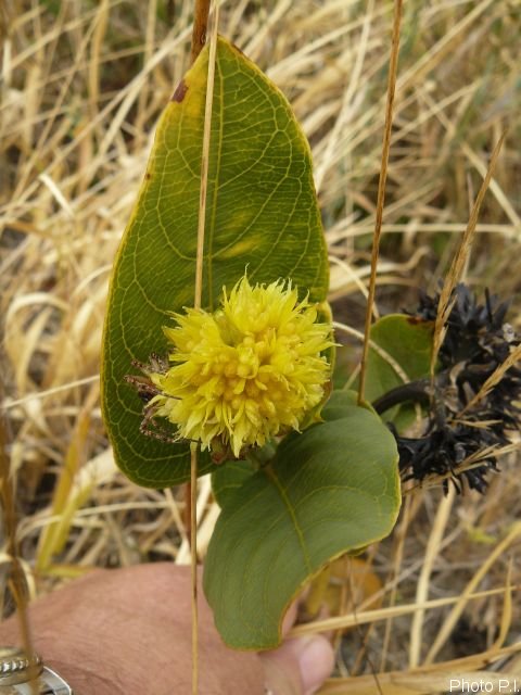 Plantas e arbustos com inflorescência de cor amarela ou dourada