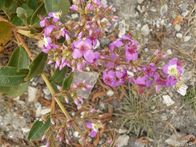 Plants with pink and purple bloom