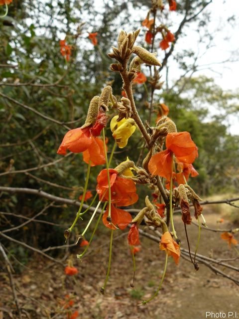 Plantas e arbustos com inflorescência de cor laranja