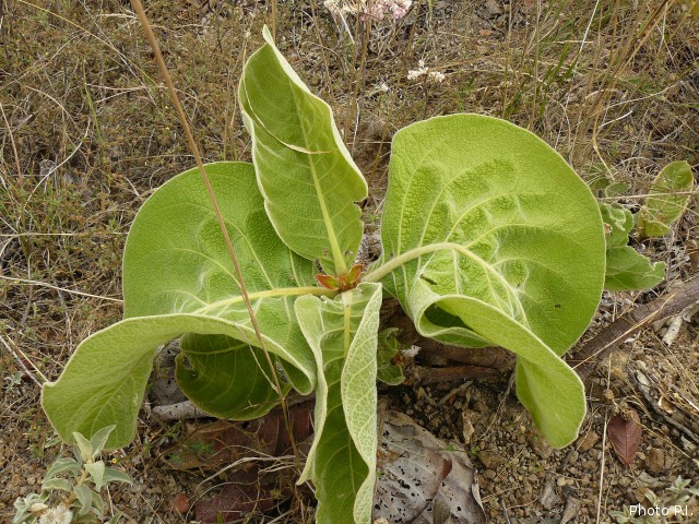 Foliage, etc