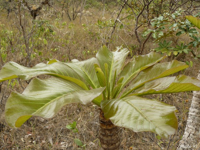 Foliage, etc