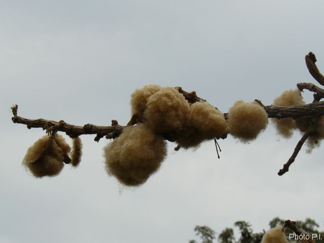 Fruits and seeds