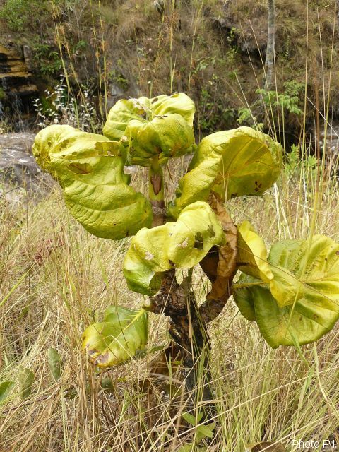 Foliage, etc