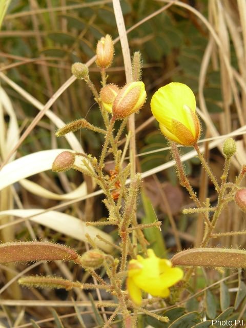 Plantas e arbustos com inflorescência de cor amarela ou dourada