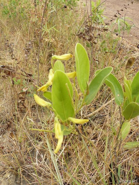Plants with yellow and golden bloom