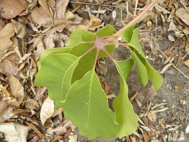 Foliage, etc