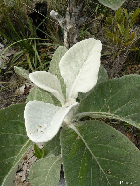 Foliage, etc