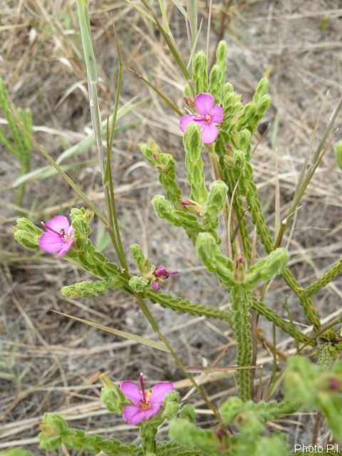 Plants with pink and purple bloom