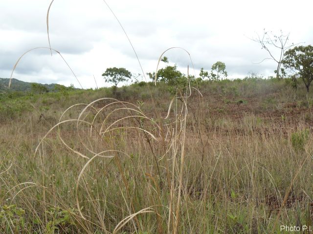 ALTFLGRASSY