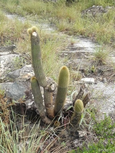 Cacti and other prickly plants 