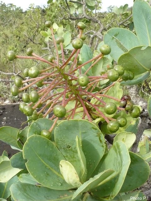Frutas e sementes