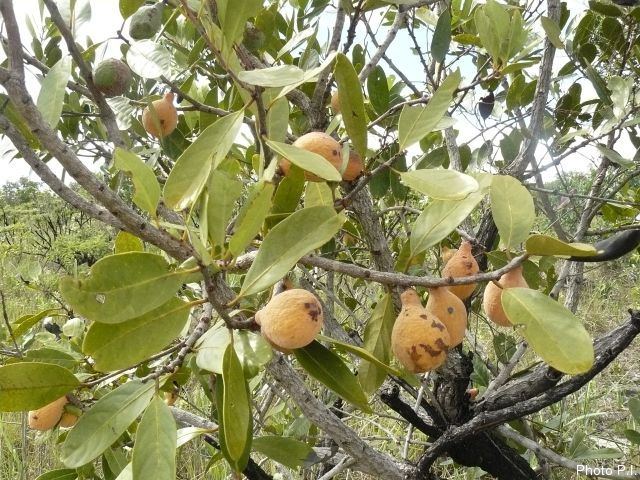 Fruits and seeds