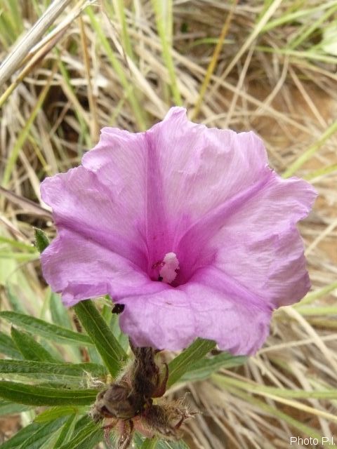 Plants with pink and purple bloom