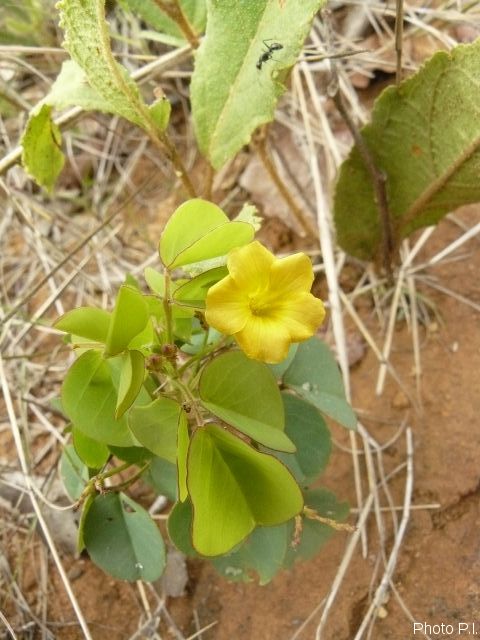 Plantas e arbustos com inflorescência de cor amarela ou dourada