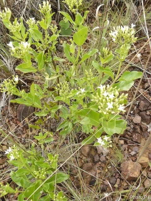 Plants with white bloom