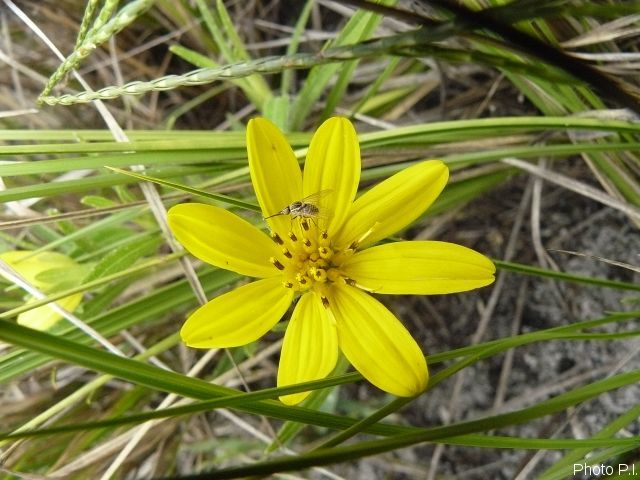 Plants with yellow and golden bloom