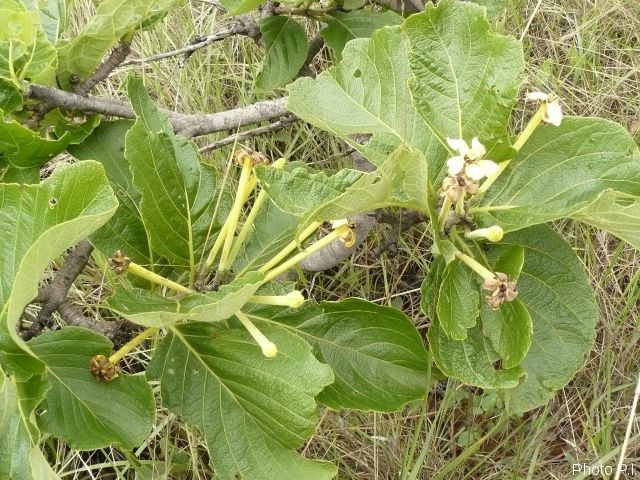 Plants with white bloom