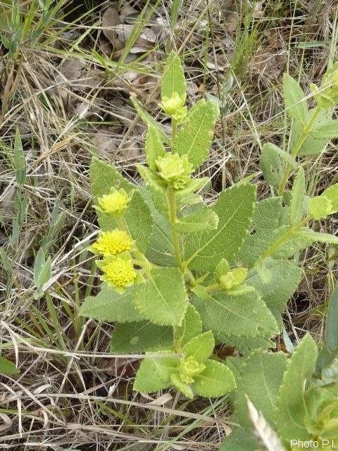 Plantas e arbustos com inflorescência de cor amarela ou dourada