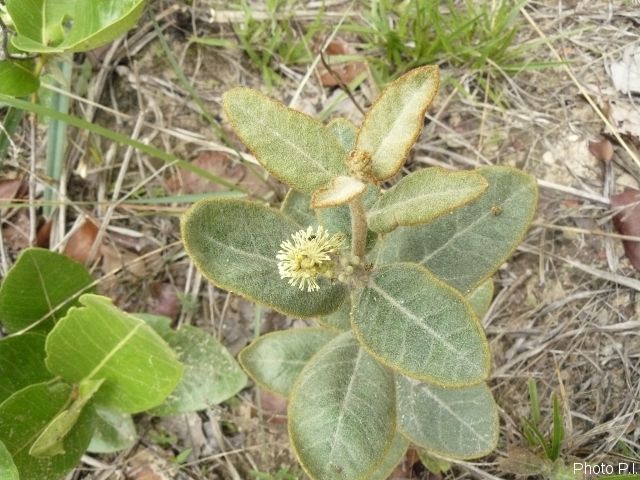 Plants with white bloom