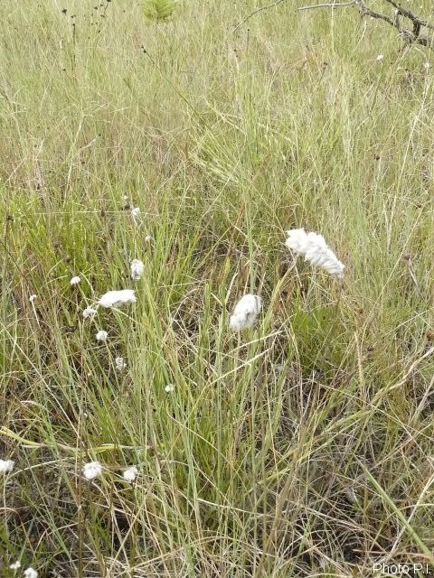 ALTFLGRASSY