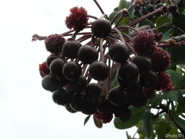 Frutas e sementes