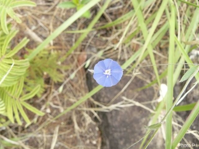 Plantas e arbustos com inflorescência de cor azul
