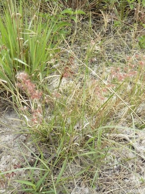 ALTFLGRASSY