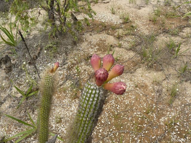Cacti and other prickly plants 