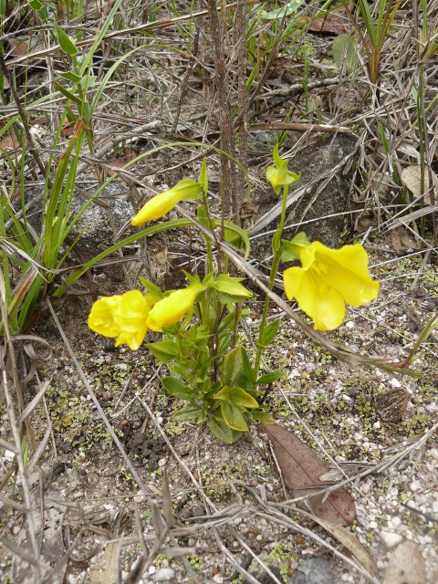 Plants with yellow and golden bloom
