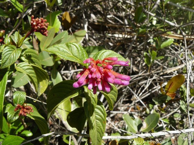 Plants with pink and purple bloom