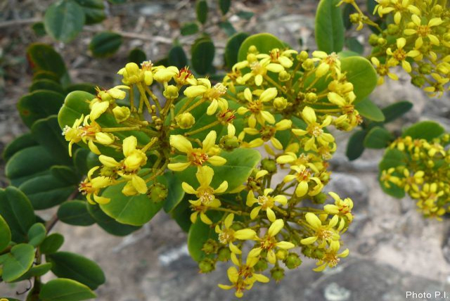 Plants with yellow and golden bloom