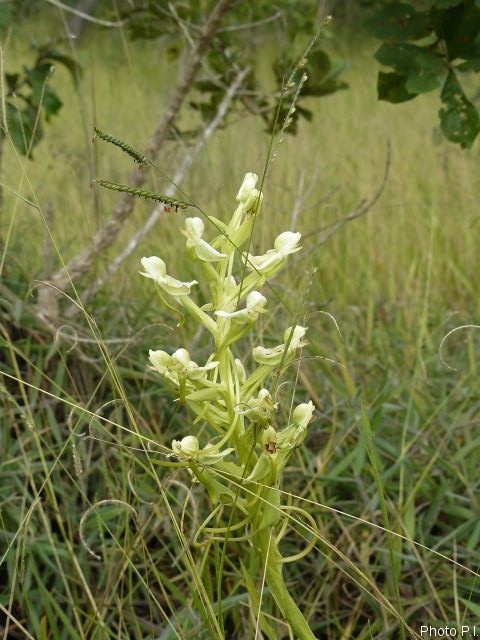 Orchids plants