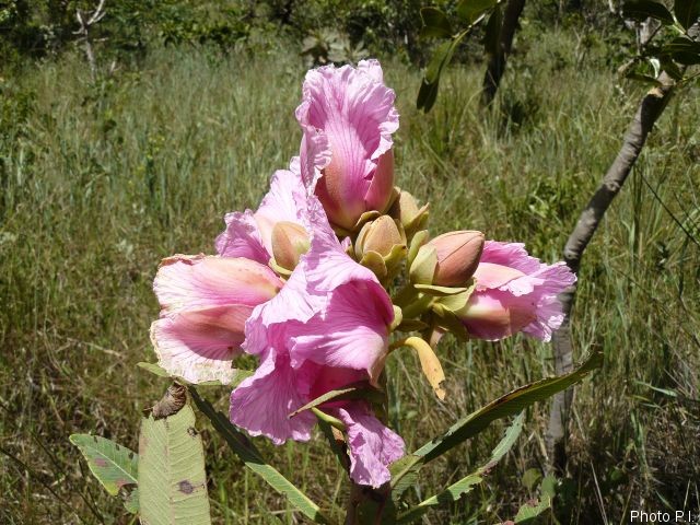 Plants with pink and purple bloom