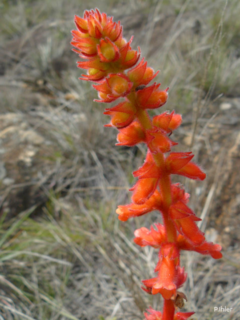 Plants with red bloom