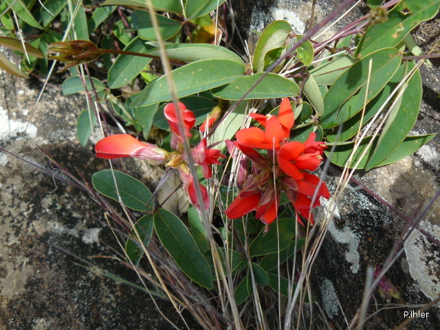 Plants with red bloom