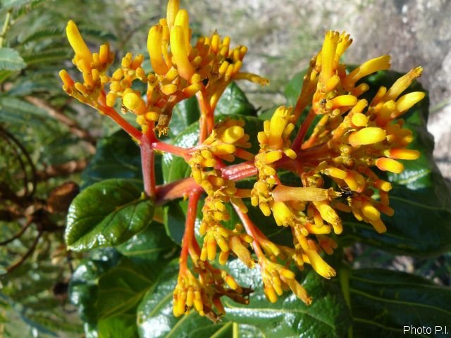 Plants with yellow and golden bloom