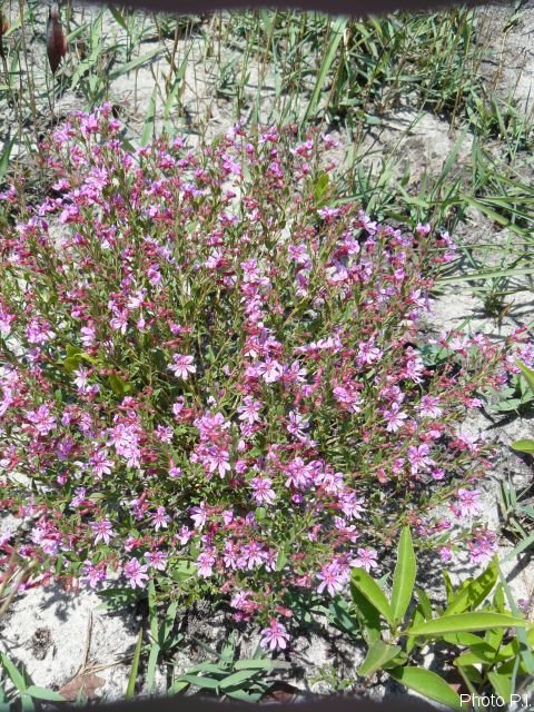 Plants with pink and purple bloom