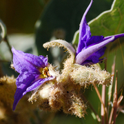 TTPHOTOSFLEURS