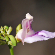 TTPHOTOSFLEURS