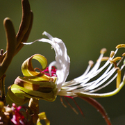 TTPHOTOSFLEURS