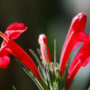 TTPHOTOSFLEURS