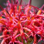 TTPHOTOSFLEURS