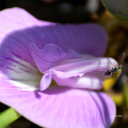 Photographs Selection