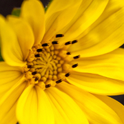TTPHOTOSFLEURS