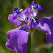 TTPHOTOSFLEURS