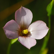 TTPHOTOSFLEURS